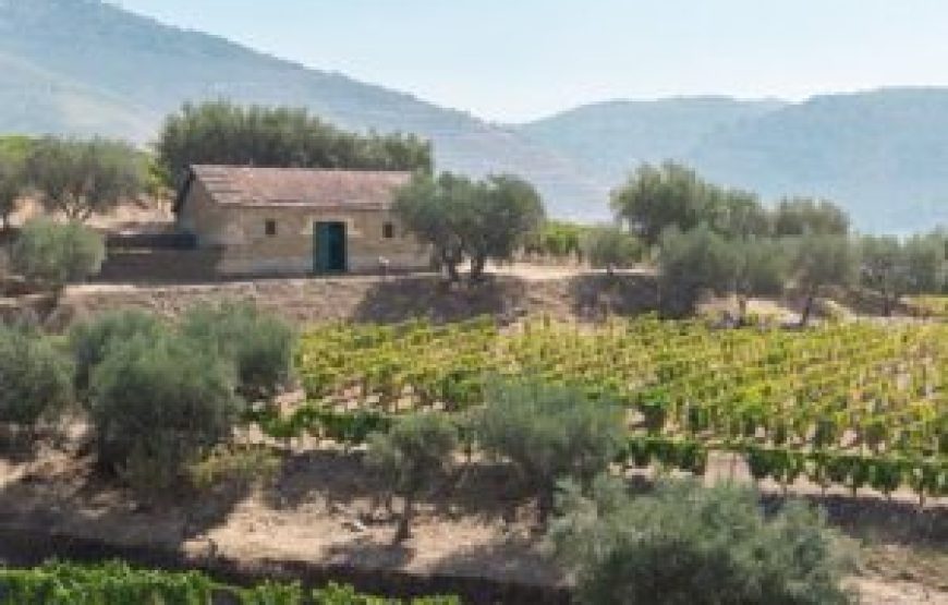 Visite Complète des vins